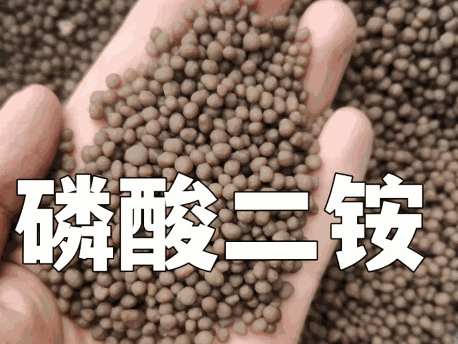 磷酸二銨